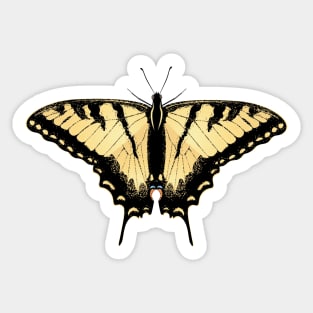 Tiger swallowtail Sticker